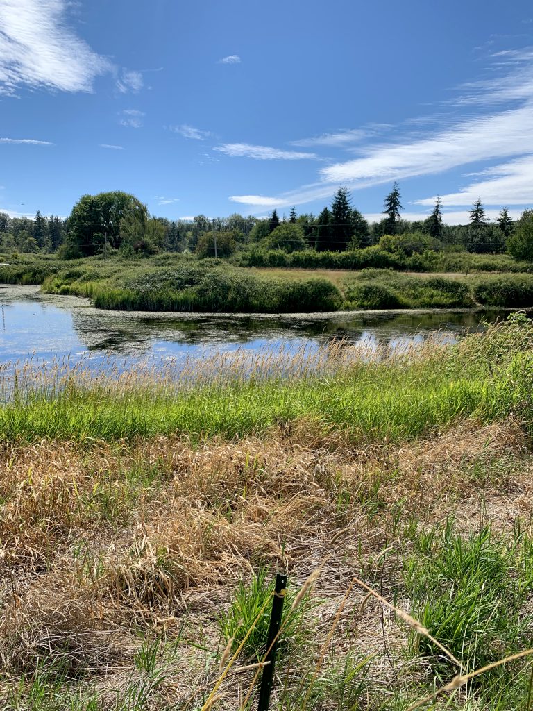 bp Wetland Mitigation Project Wins Sustainability Award – GeoEngineers